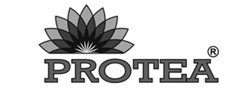 Protea